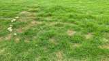 Fairy Ring with Fruiting Bodies