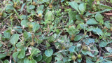 Khaki Weed 