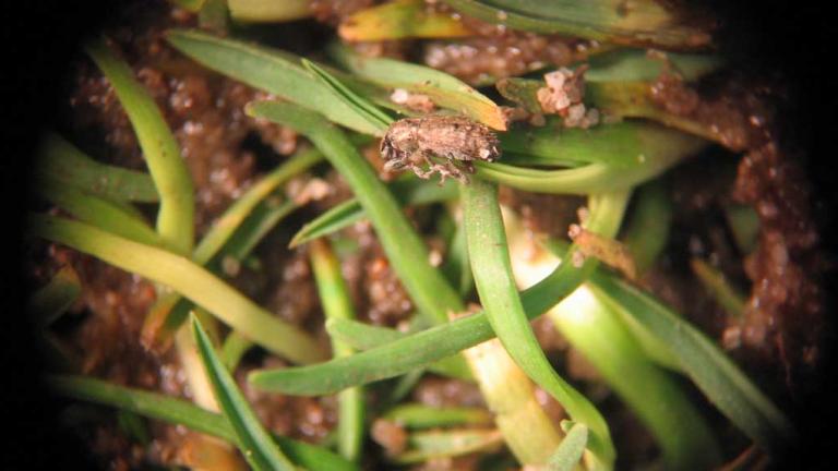 Stem Weevil