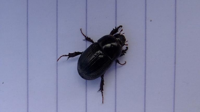 Adult Black Beetle