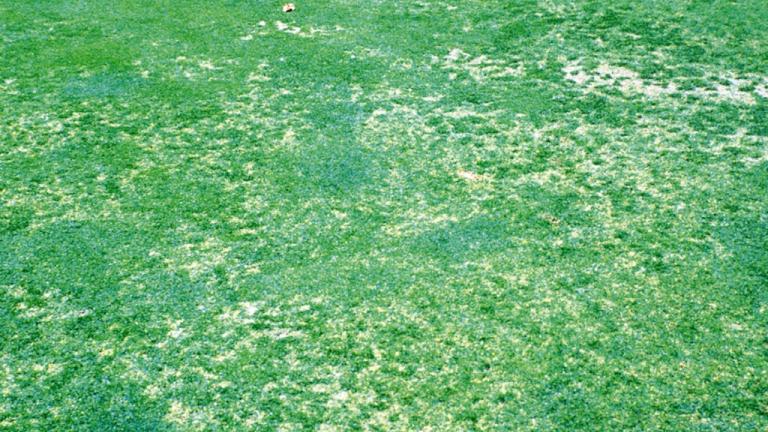 Anthracnose