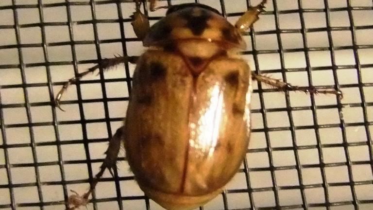 Photo: Argentinian Scarab Adult. Source: Albie Legget