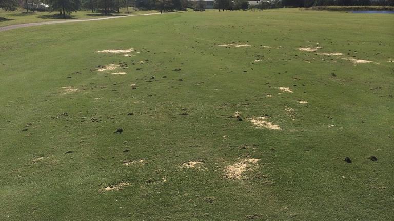 Black Beetle Damage