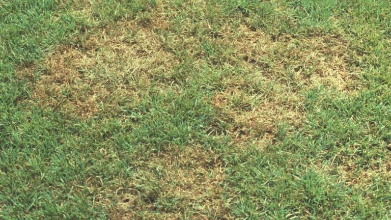 Brown Patch
