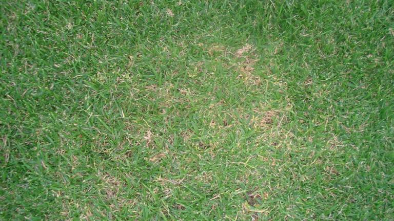 Brown Patch