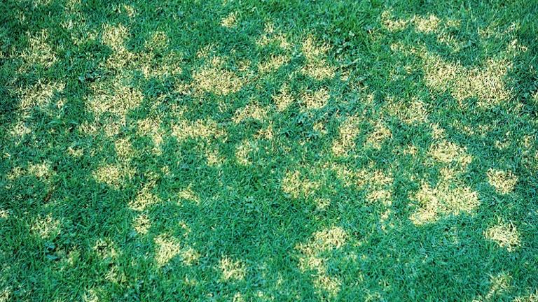 Dollar Spot