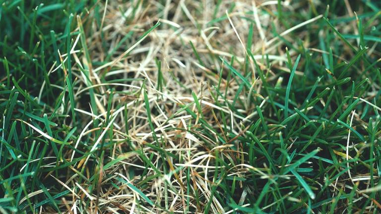 Dollar Spot