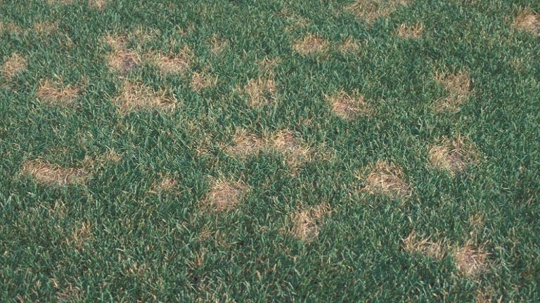 Dollar Spot