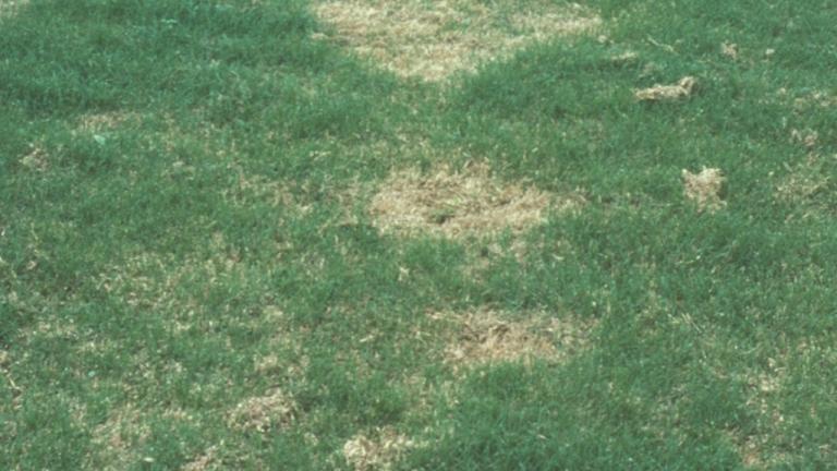 Spring Dead Spot