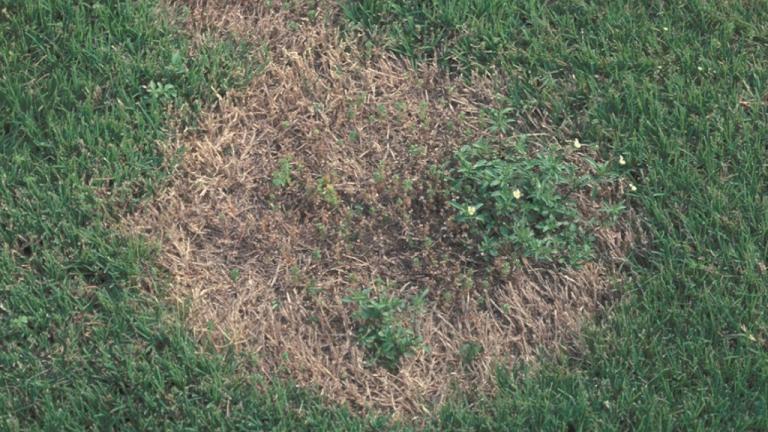 Spring Dead Spot