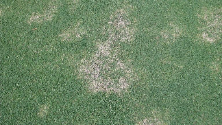 Spring Dead Spot