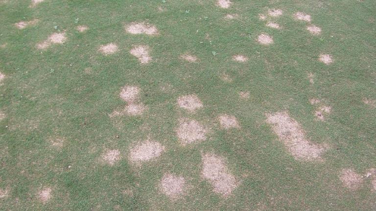 Spring Dead Spot