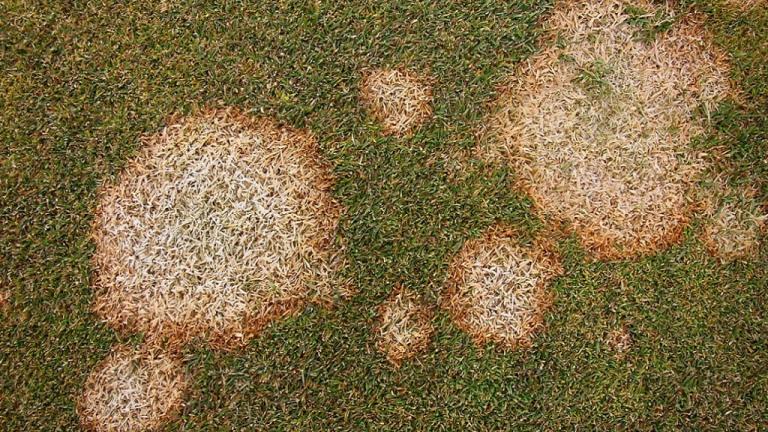 Winter Fusarium