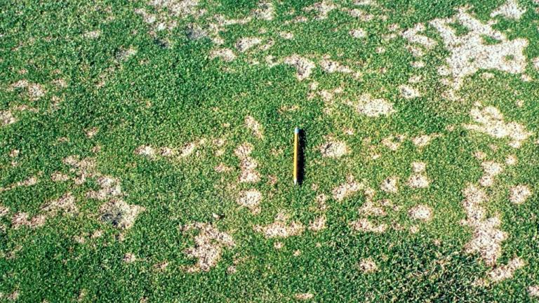 Winter Fusarium