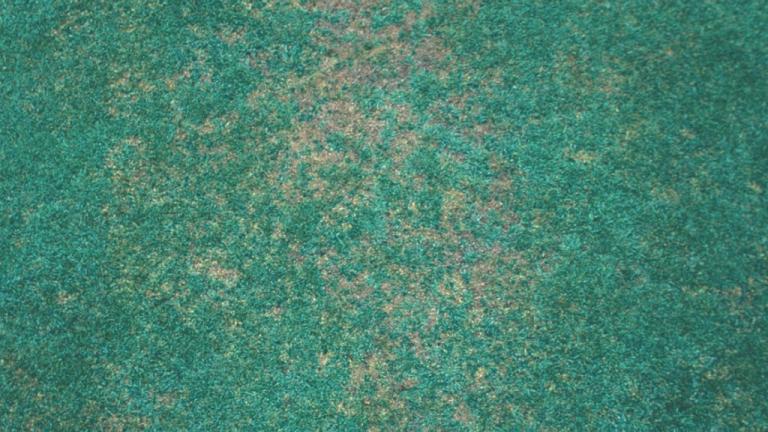 Anthracnose