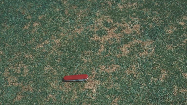 Anthracnose