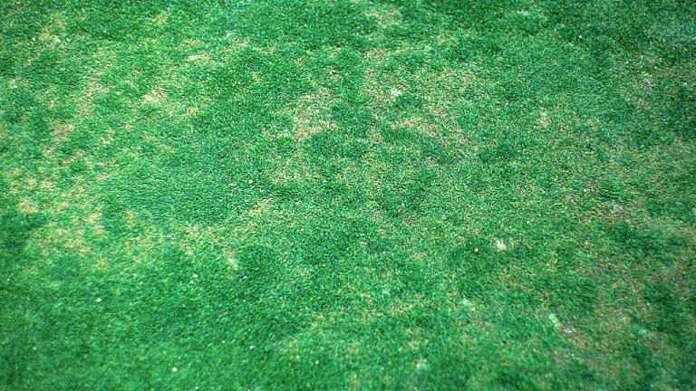 Anthracnose