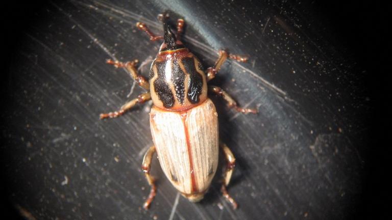 Billbug Adult
