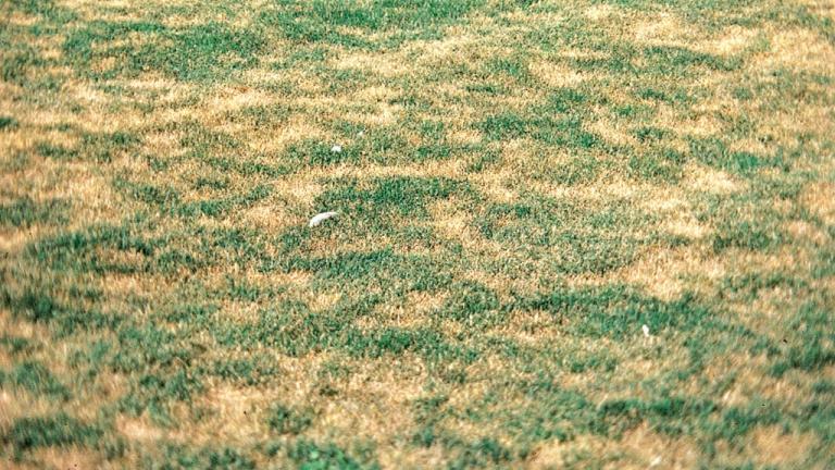 Sod Webworm Damage