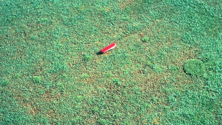 Pythium Root Rot