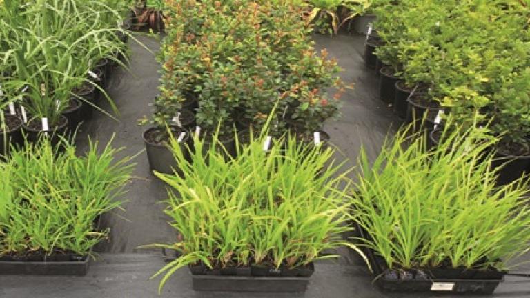 Nursery Pots