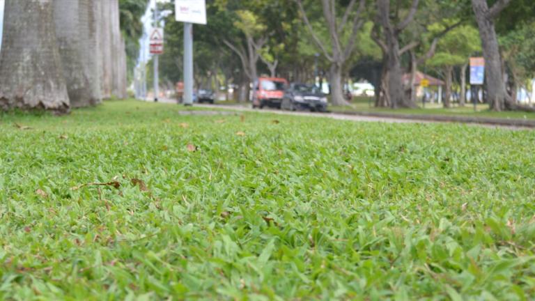 Median Strip Primo