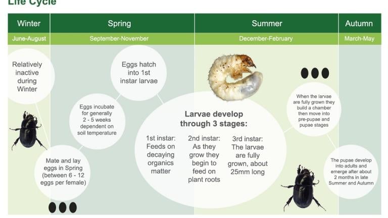 Black Beetle Life Cycle