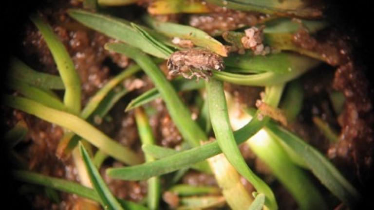 Stem Weevil