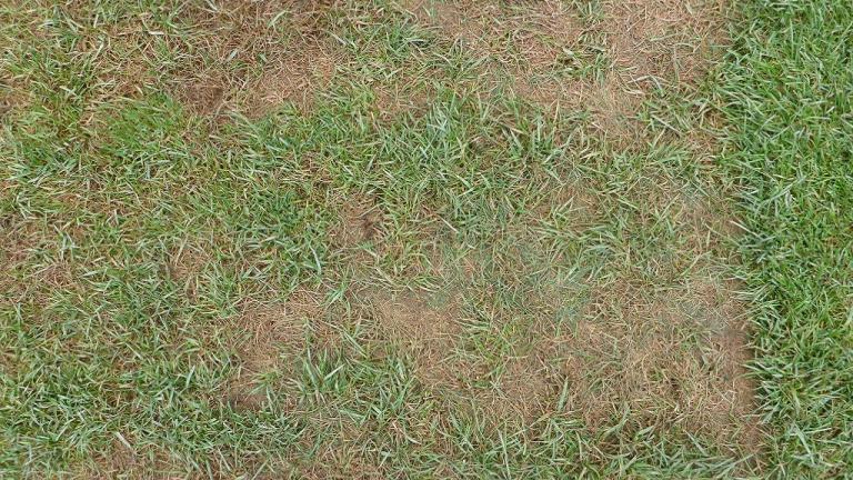 Pythium damage