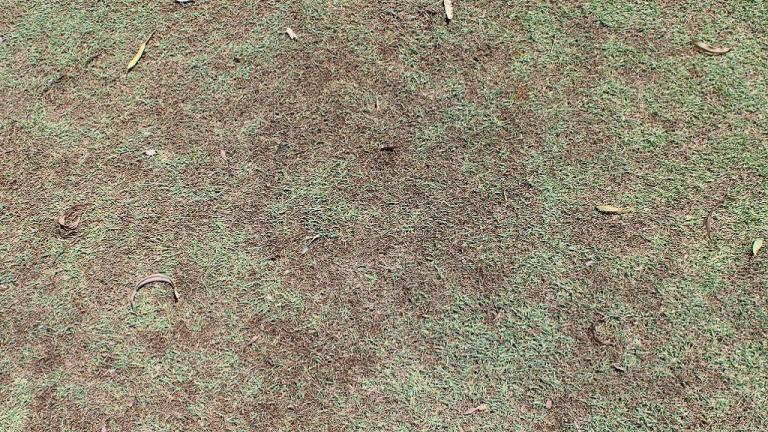Leaf Spot Damage