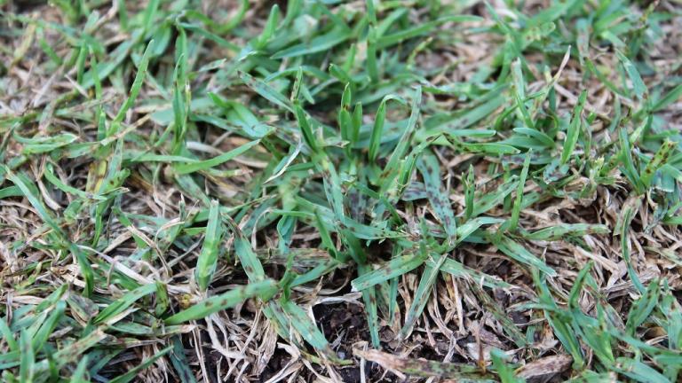 Leaf Spot 