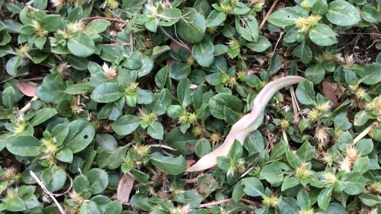 Khaki Weed - Alternanthera pungens