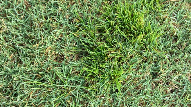 Winter Grass - Poa Annua