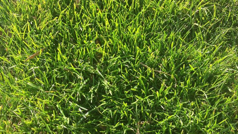 Winter Grass - Poa Annua