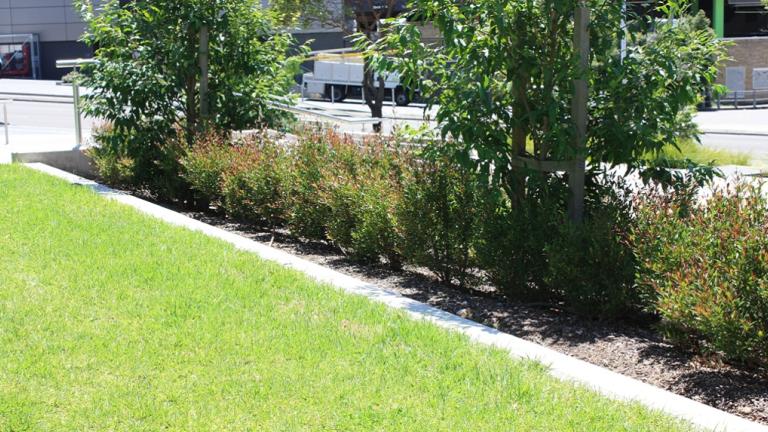 Landscape Turf Gardenbeds