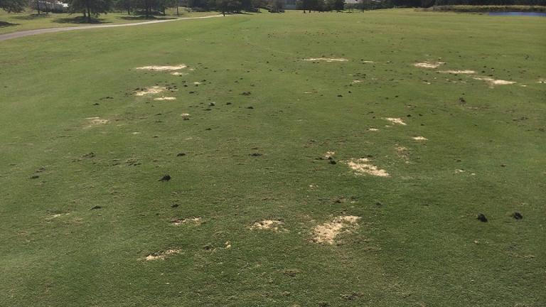 Bird damage from eating grubs