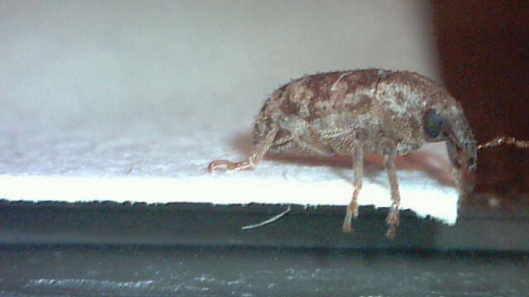 Argentine Stem Weevil from the side
