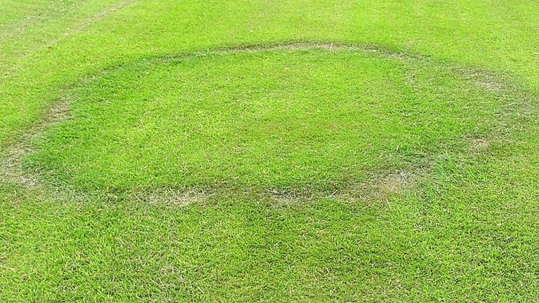 Fairy Ring Type I - Damaged or dead turf from drought stress. May have fruiting bodies present.