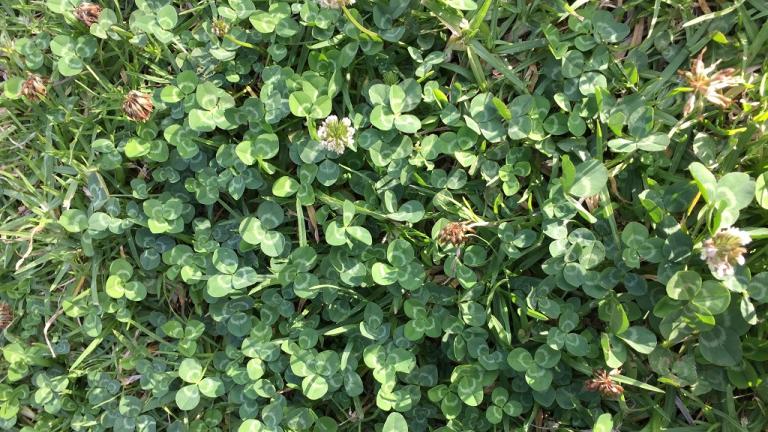 White Clover Australia