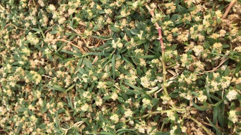 Broadleaf Weeds