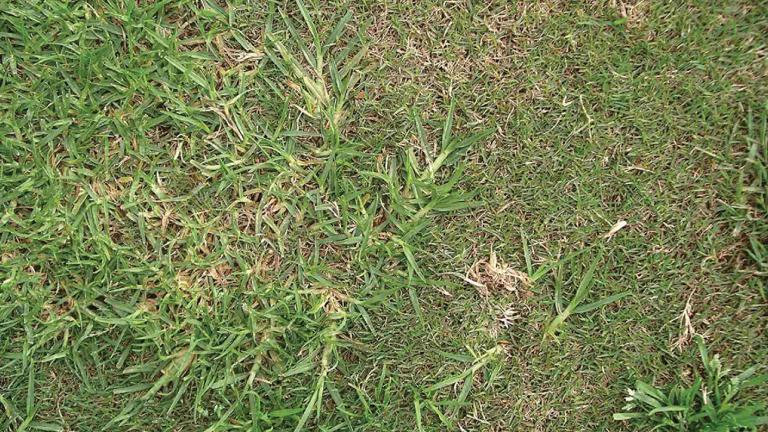 Close up of Kikuyu