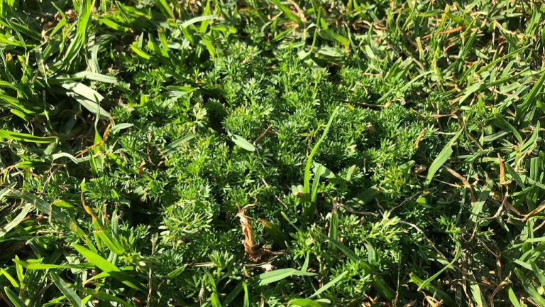 Bindi Weed