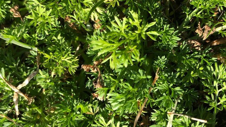 Bindi Weed