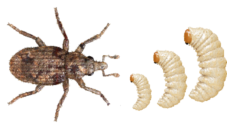 Stem Weevil Adult Larvae
