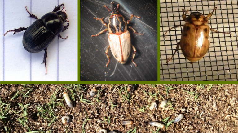 Know Your Grubs