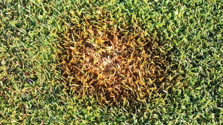 Brown Patch (c) Syngenta
