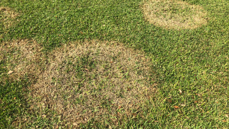 Brown Patch (c) Syngenta