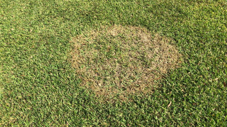 Brown Patch (c) Syngenta