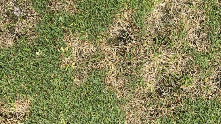 Dollar Spot (c) Syngenta