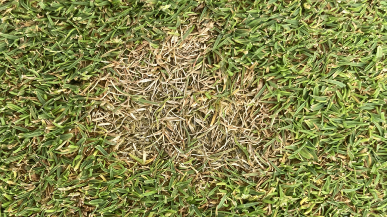Dollar Spot (c) Syngenta